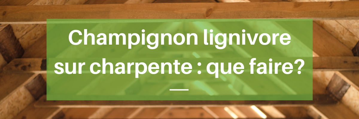 Traitements pour champignons lignivores sur charpente